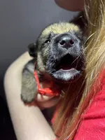 Mr. Red, a male German Shepherd Dog for sale in Crawfordsville, IN – Photo 6 of 9