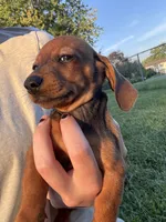 Billy , a male Miniature Dachshund for sale in East Petersburg, PA – 5 of 9