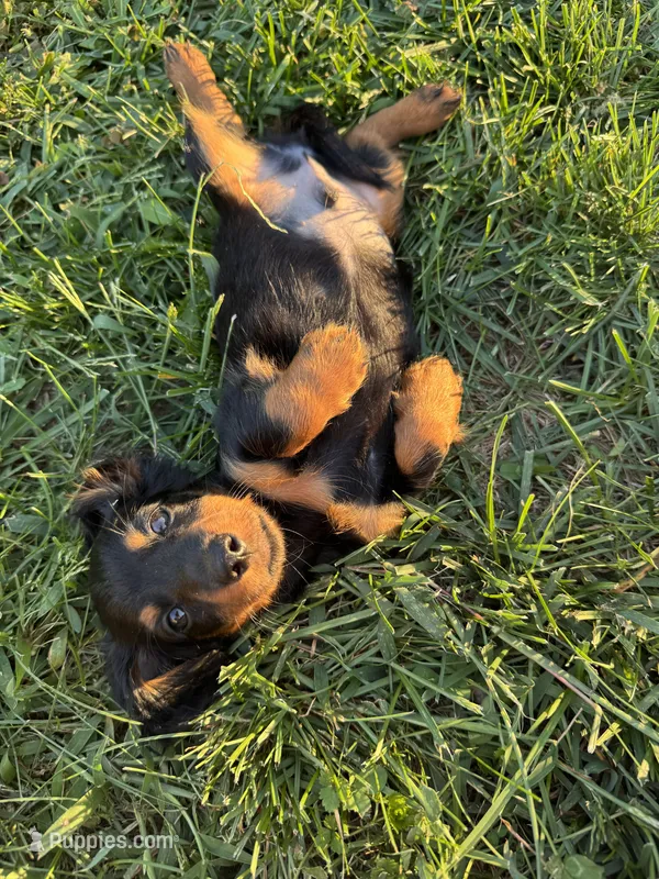 Adam Long Hair! – Miniature Dachshund puppy for sale in East Petersburg, PA