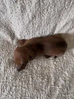 Frank, a male Miniature Dachshund for sale in East Petersburg, PA – 2 of 9