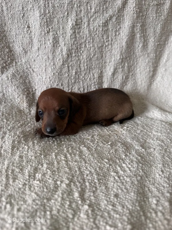 Frank – Miniature Dachshund puppy for sale in East Petersburg, PA