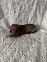 Frank, a male Miniature Dachshund for sale in East Petersburg, PA – 1 of 9