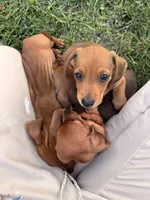 Kevin , a male Miniature Dachshund for sale in East Petersburg, PA – 9 of 9