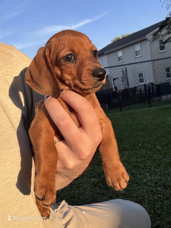 Frank – Miniature Dachshund puppy for sale in East Petersburg, PA
