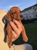 Frank, a male Miniature Dachshund for sale in East Petersburg, PA – 1 of 8