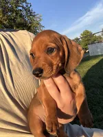 Kevin , a male Miniature Dachshund for sale in East Petersburg, PA – 2 of 9