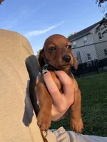 Billy , a male Miniature Dachshund for sale in East Petersburg, PA – 2 of 9