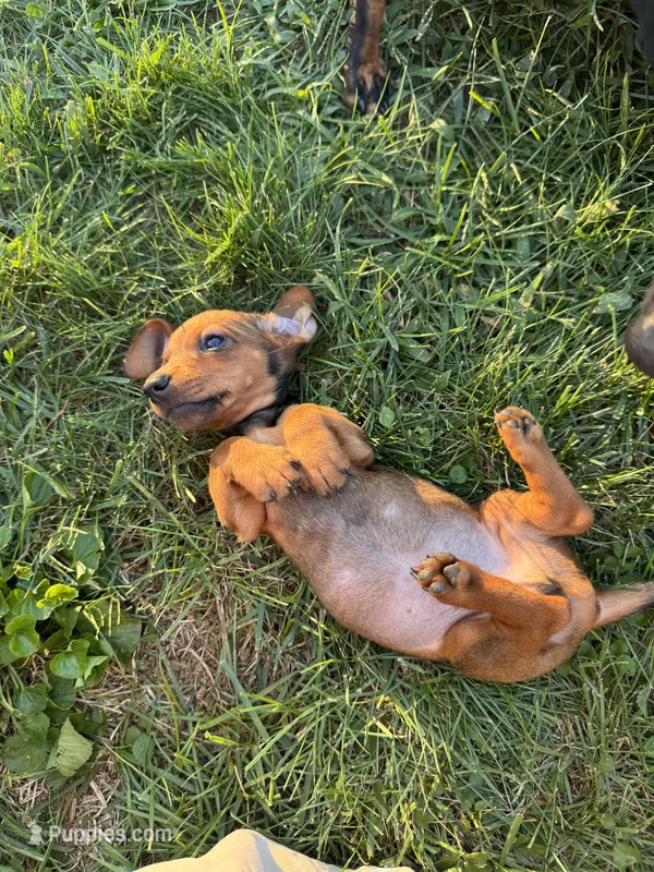 Billy  – Miniature Dachshund puppy for sale in East Petersburg, PA