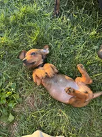 Billy , a male Miniature Dachshund for sale in East Petersburg, PA – 1 of 9
