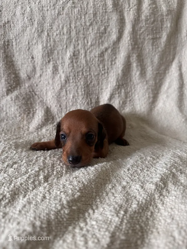 Kevin  – Miniature Dachshund puppy for sale in East Petersburg, PA