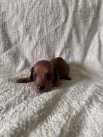 Kevin , a male Miniature Dachshund for sale in East Petersburg, PA – 1 of 10