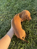 Kevin , a male Miniature Dachshund for sale in East Petersburg, PA – 3 of 9