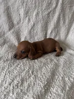 Billy , a male Miniature Dachshund for sale in East Petersburg, PA – 2 of 9
