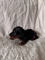 Adam, a male Miniature Dachshund for sale in East Petersburg, PA – 3 of 9