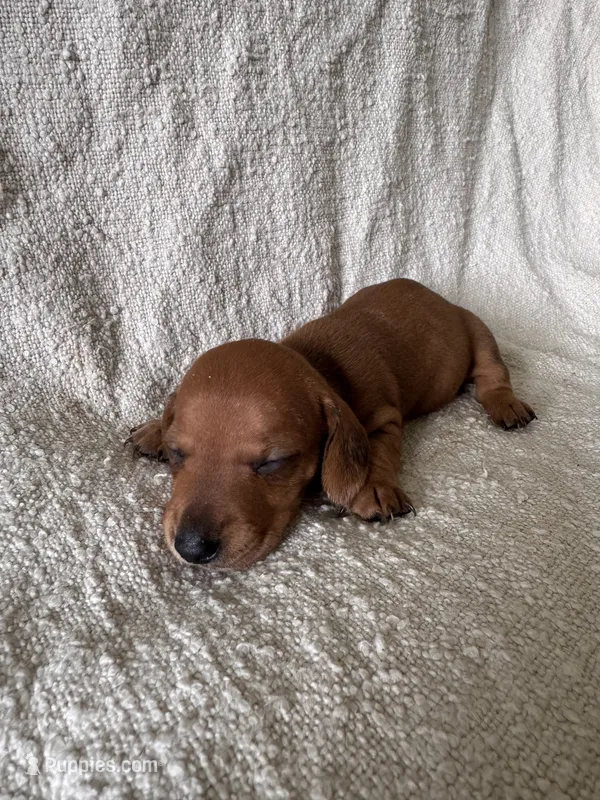 Billy  – Miniature Dachshund puppy for sale in East Petersburg, PA