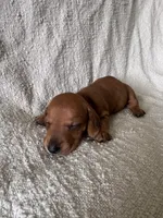 Billy , a male Miniature Dachshund for sale in East Petersburg, PA – 1 of 9