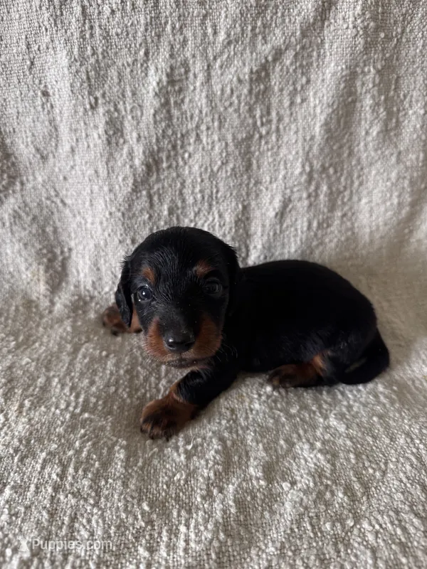 Adam – Miniature Dachshund puppy for sale in East Petersburg, PA