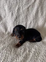 Adam, a male Miniature Dachshund for sale in East Petersburg, PA – 1 of 9