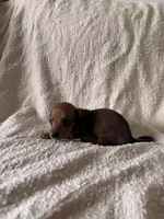 Kevin , a male Miniature Dachshund for sale in East Petersburg, PA – 2 of 10