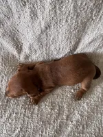 Billy , a male Miniature Dachshund for sale in East Petersburg, PA – 3 of 9