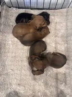 George , a male Miniature Dachshund for sale in East Petersburg, PA – 4 of 9