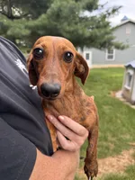 George , a male Miniature Dachshund for sale in East Petersburg, PA – 6 of 9