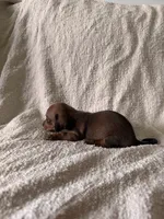 Kevin , a male Miniature Dachshund for sale in East Petersburg, PA – 4 of 10