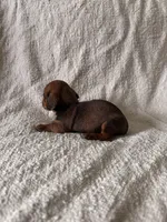 George , a male Miniature Dachshund for sale in East Petersburg, PA – 2 of 9