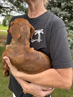 Billy , a male Miniature Dachshund for sale in East Petersburg, PA – 9 of 9