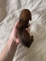 George , a male Miniature Dachshund for sale in East Petersburg, PA – 3 of 9