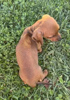 Frank, a male Miniature Dachshund for sale in East Petersburg, PA – 3 of 8