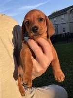 Frank, a male Miniature Dachshund for sale in East Petersburg, PA – 2 of 8