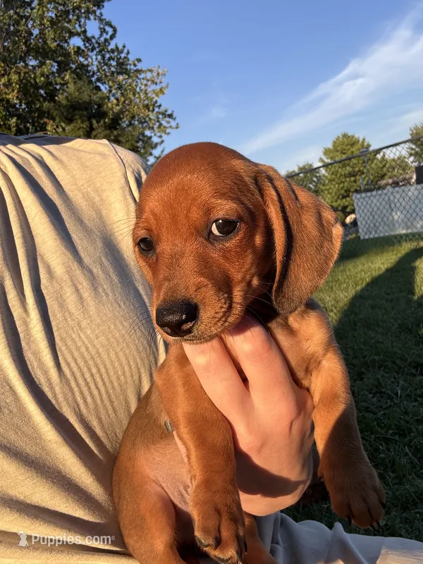 Kevin  – Miniature Dachshund puppy for sale in East Petersburg, PA
