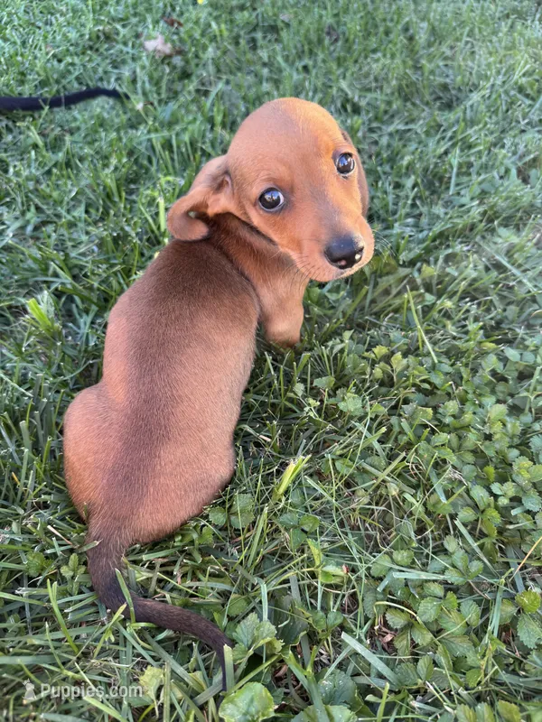 George  – Miniature Dachshund puppy for sale in East Petersburg, PA