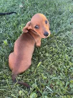 George , a male Miniature Dachshund for sale in East Petersburg, PA – 1 of 8