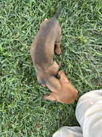 Billy , a male Miniature Dachshund for sale in East Petersburg, PA – 4 of 9