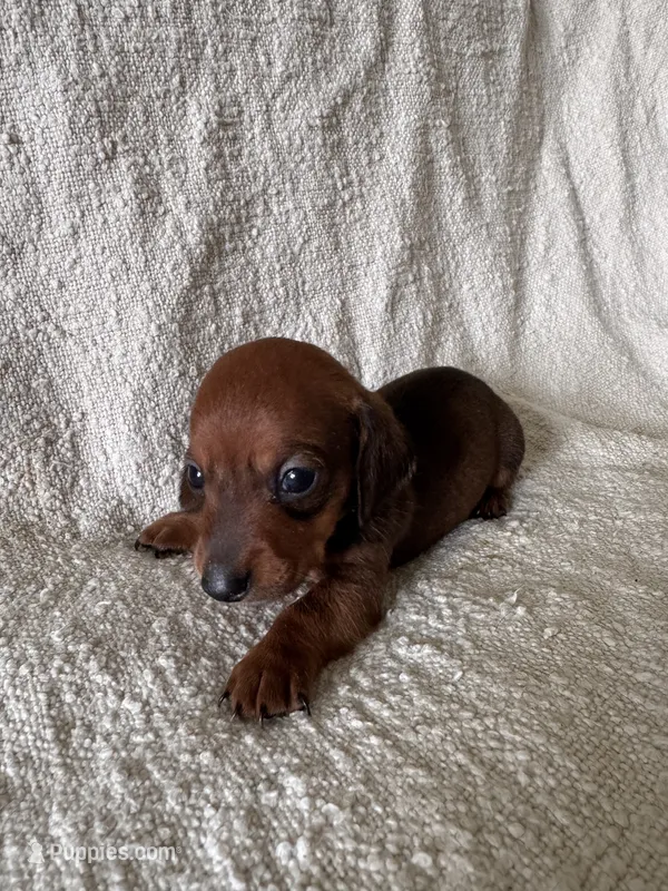 George  – Miniature Dachshund puppy for sale in East Petersburg, PA