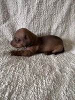 Frank, a male Miniature Dachshund for sale in East Petersburg, PA – 3 of 9