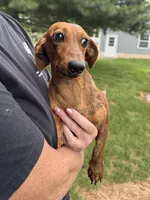 Adam, a male Miniature Dachshund for sale in East Petersburg, PA – 6 of 9