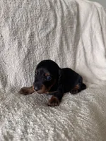 Adam, a male Miniature Dachshund for sale in East Petersburg, PA – 2 of 9