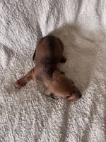 Kevin , a male Miniature Dachshund for sale in East Petersburg, PA – 3 of 10