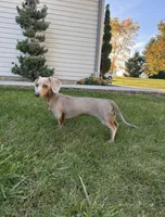 Kevin , a male Miniature Dachshund for sale in East Petersburg, PA – 7 of 10