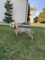 Frank, a male Miniature Dachshund for sale in East Petersburg, PA – 6 of 9