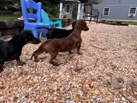 Frank, a male Miniature Dachshund for sale in East Petersburg, PA – 8 of 9