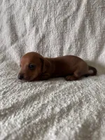 Billy , a male Miniature Dachshund for sale in East Petersburg, PA – 4 of 9