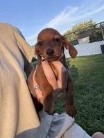 Billy , a male Miniature Dachshund for sale in East Petersburg, PA – 3 of 9