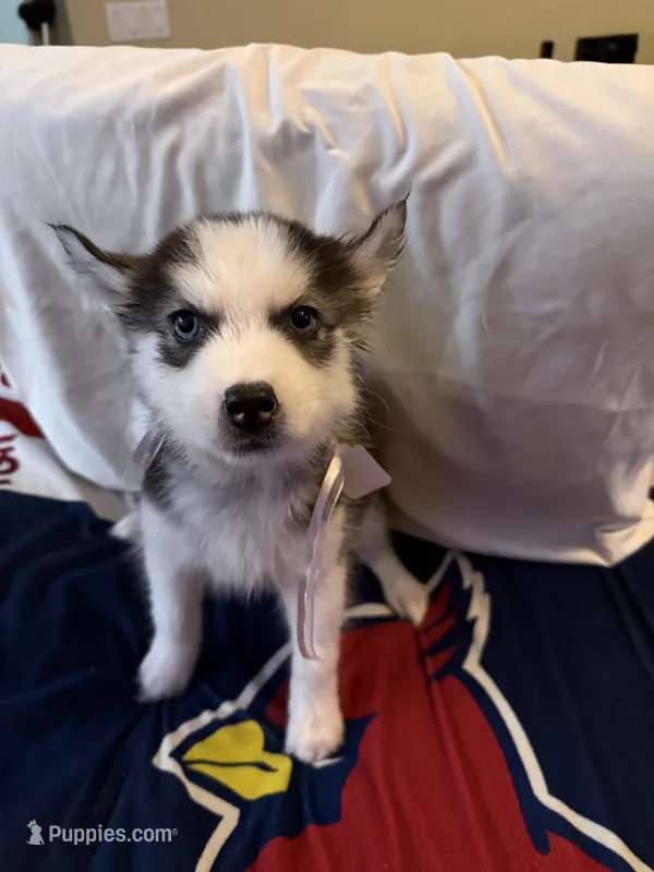 Tiana – Siberian Husky puppy for sale in Villa Rica, GA