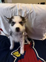 Tiana, a female Siberian Husky for sale in Villa Rica, GA – 1 of 5