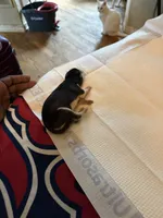 Tiana, a female Siberian Husky for sale in Villa Rica, GA – 4 of 5