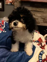 MooMoo , a male Cavapoo for sale in Villa Rica, GA – 3 of 3